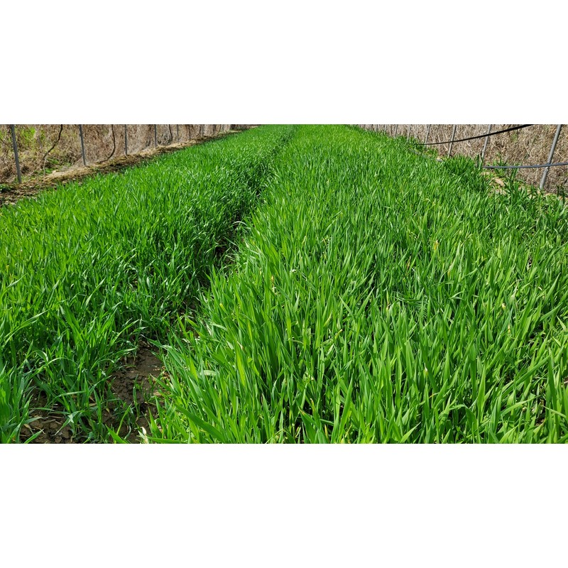 Danbi Farm domestically grown organic Bareun Haru sprout barley powder
