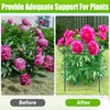 8 Pack Peony Cages and Supports, 11.5" Dx16 H Plant