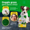Fancy Pets Repuesto Pasto P/Doggie Grass CH