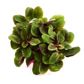 Mainam Dwarf Lobelia Cardinalis Freshwater Live Aquarium Plants Bundle Tropical Aquatic Water Plant Decorations