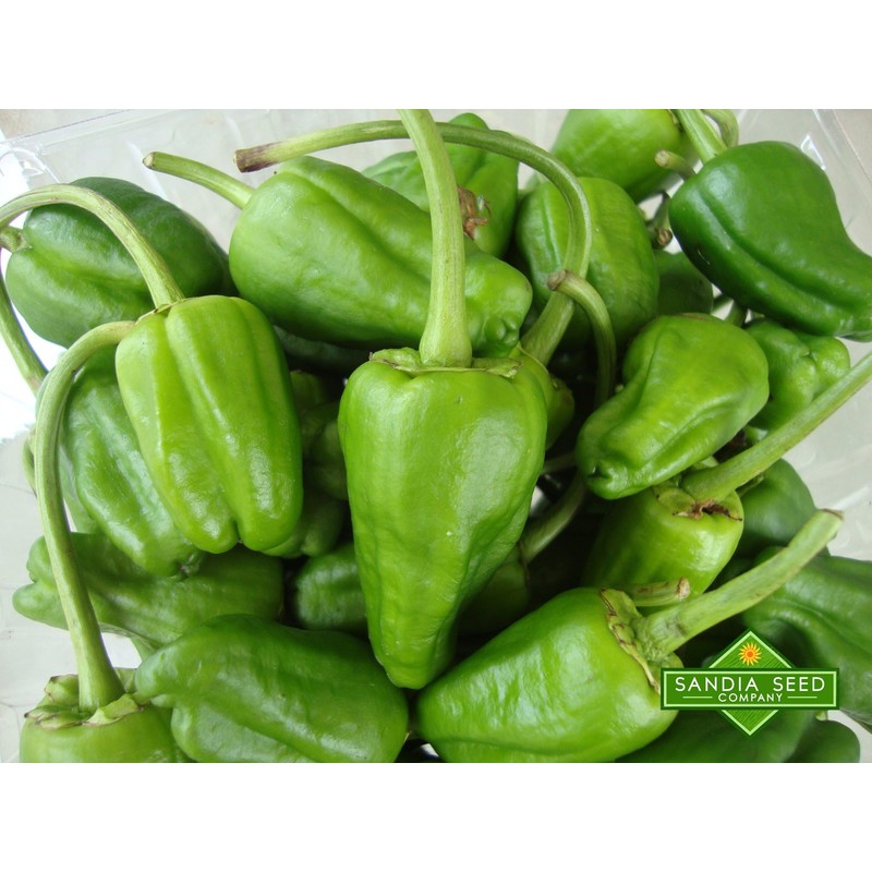 Padron Sweet Pepper Seeds - Famous Spanish Heirloom - 10