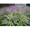 Variegated Liriope Muscari 'Silvery Sunproof' - 10 Live Plants -