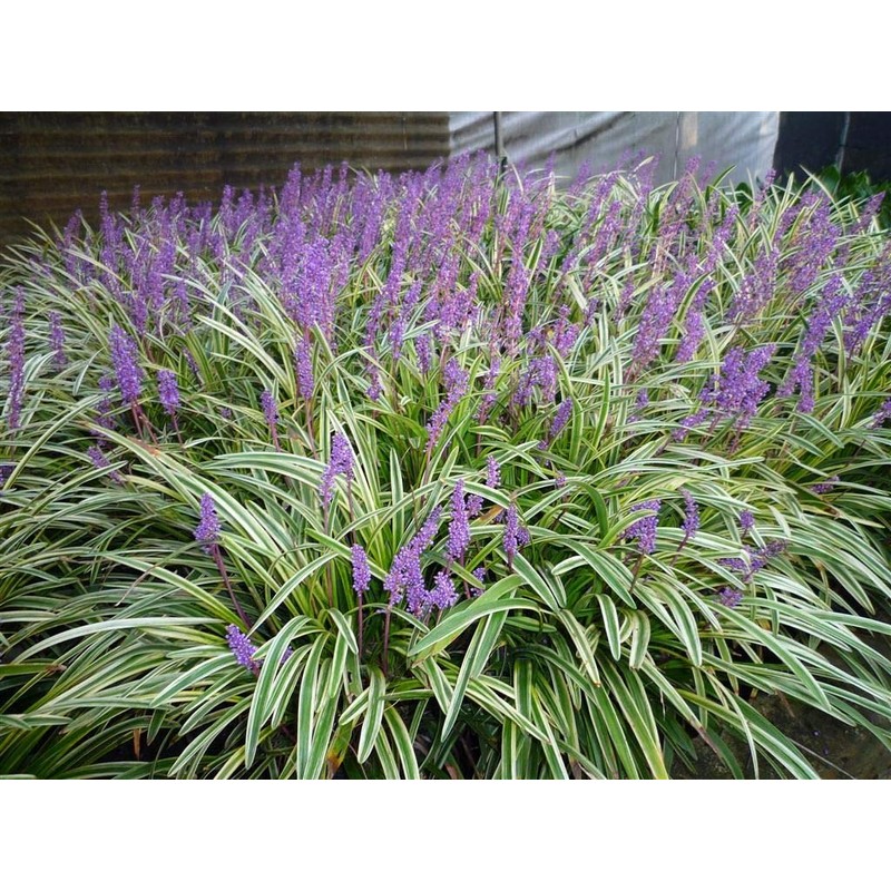 Variegated Liriope Muscari 'Silvery Sunproof' - 10 Live Plants -