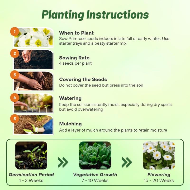 Outsidepride White Common Primrose Seeds - 200 Pcs Perennial, Hardy,