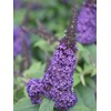 Pugster Blue Butterfly Bush (Buddleia) Live Shrub, Blue Flowers, 3