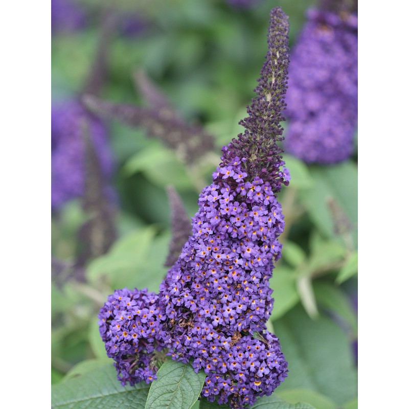 Pugster Blue Butterfly Bush (Buddleia) Live Shrub, Blue Flowers, 3