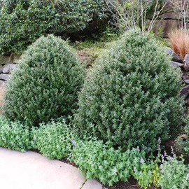 Steeds Holly I 10 Live Plants I Upright Ilex Crenata | Upright Evergreen Shrub for Privacy Screens, Hedges, and Ornamental Landscaping