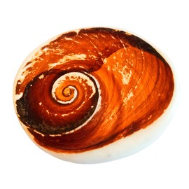 Pooja Ghar Big Original Gomati Chakra Shubh Energized Mantra Siddha Natural Divya Holy Stone (White)