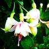 Fuchsia Flower Seeds Perennial Home Plant Bonsai 100 Pcs Seeds