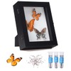 IHEIPYE Insect Display Case Wall Mount Bug Display Case Collection