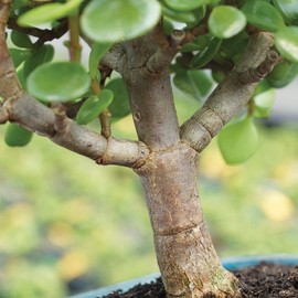 Brussel's Bonsai Live Dwarf Jade Indoor Bonsai Tree-6 Years Old 8" to 12" Tall with Plastic Grower Pot, Small
