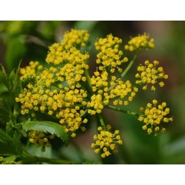 Buy Rare Seeds Zizia aurea | Golden Alexanders | 20_Seeds