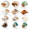 12PCS Hermit Crab Shells | Natural Sea Conch Size 1.6"-3.2"