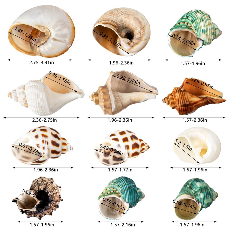 12PCS Hermit Crab Shells | Natural Sea Conch Size 1.6"-3.2"