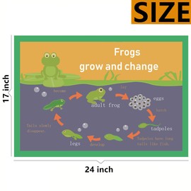 Frogs grow and change Mind Mapping| Educational Posters for Toddlers and Kids | English Teaching Aid Tool| Handy Wall English Charts Reference for Students| Great for School Classroom Décor(17x24in)