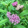 Smoke Camp Crafts Organic Swamp Milkweed Live Plant (Asclepias incarnata)