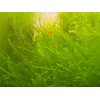 *BUY 2 GET 1 FREE* 2000+ Duckweed Lemna Minor Easy