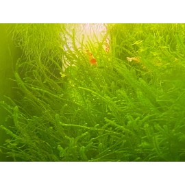 *BUY 2 GET 1 FREE* 2000+ Duckweed Lemna Minor Easy Live Aquarium Floating Plant