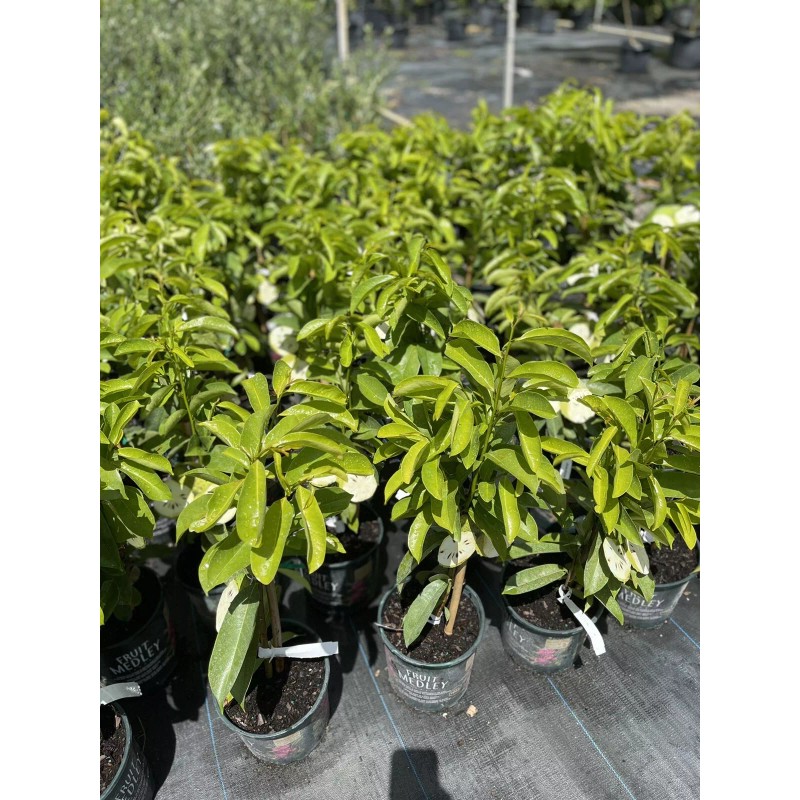 Tree SOURSOP TREE (Guanabana) Cây Mãng Cầu Xiêm. 2+ Feet