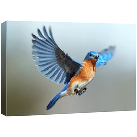 SIGNFORD Canvas Print Wall Art Flying Eastern Bluebird Animals Wilderness Photography Realism Glam Aerial Colorful Multicolor Ultra for Living Room, Bedroom, Office - 12"x18"