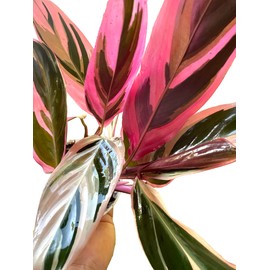 Stromanthe Triostar, Tricolor Prayer Plant, Easy to Grow and Attractive Indoor Plant 4in Pot - hopewind plants shop