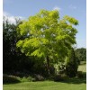 Black Locust (Robinia pseudoacacia), 50 seeds