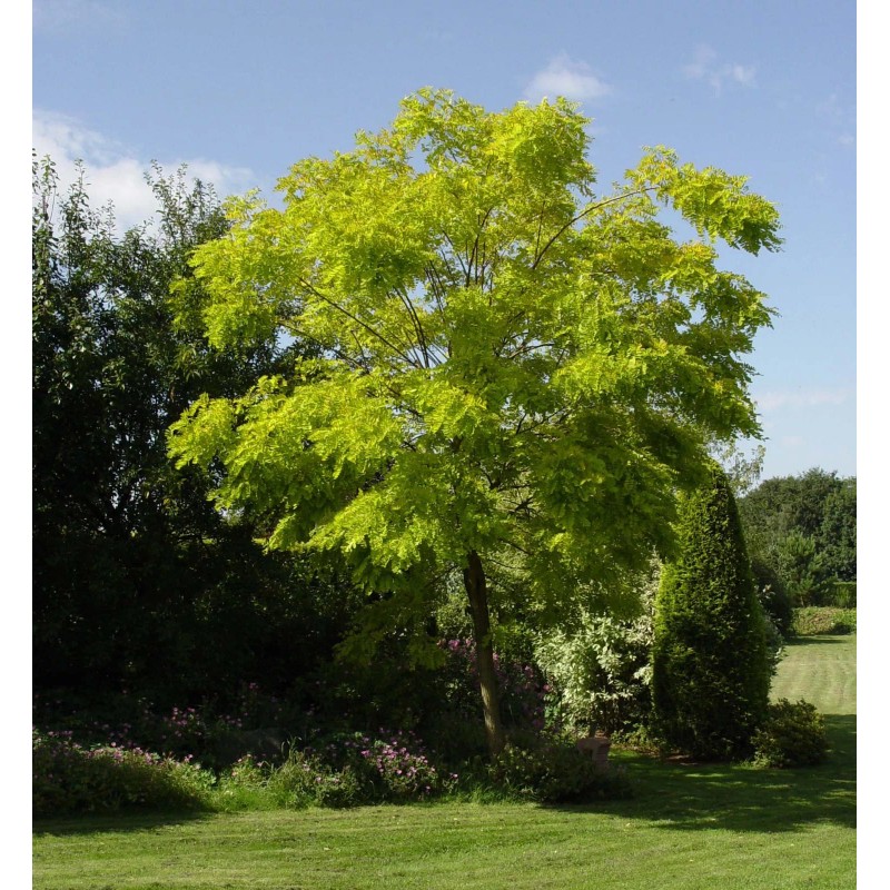 Black Locust (Robinia pseudoacacia), 50 seeds