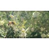 SurfviewHealth.com Moringa Oleifera PKM1 Seeds .5oz (14gm) bag - NEW