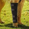 SPS Dog Full Cast Patella Joint Protector / SPS 강아지 통 깁스 슬개골 관절 보호대