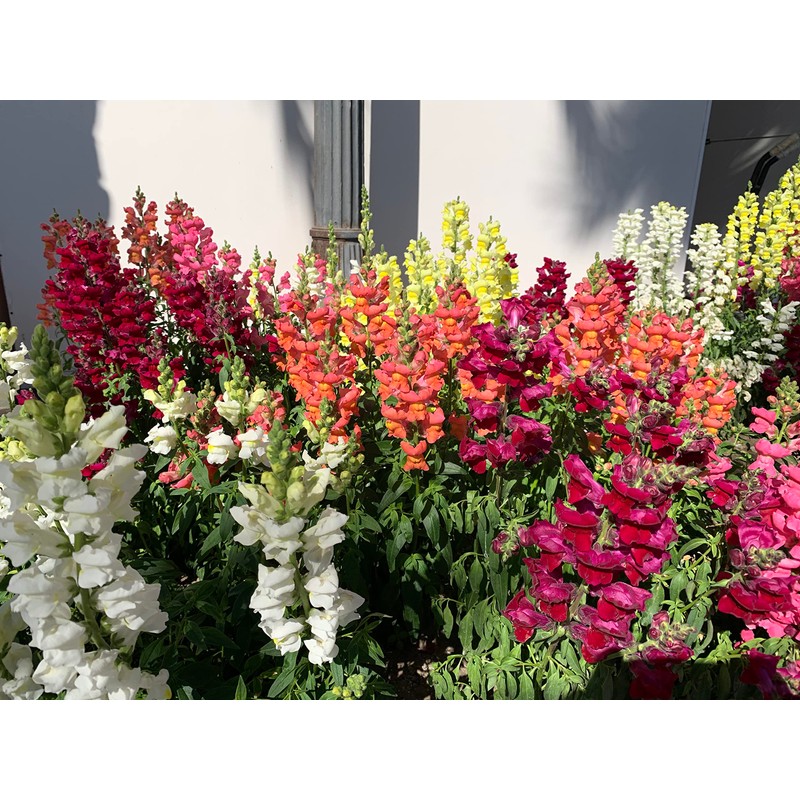 RAISE ME UP: Snapdragon Magic Carpet Mix Low Dwarf Delphinium