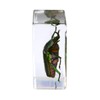 Celestron - 3D Bug Specimen Kit #5 - Observe Insects
