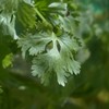 Coriander 5ml Incent Essential Oil Essential Oil