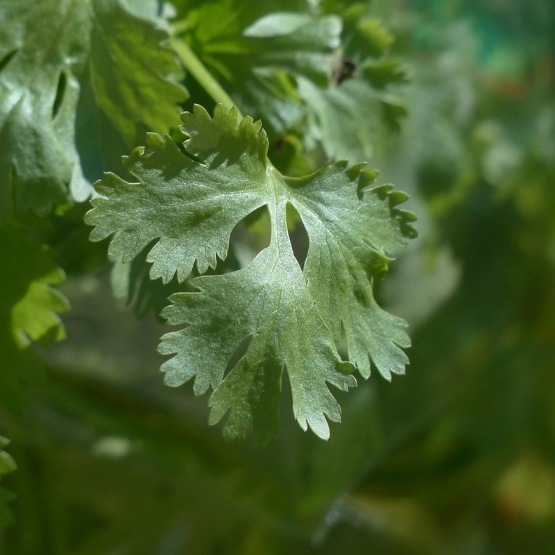 Coriander 5ml Incent Essential Oil Essential Oil