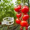 Piteno 300Pcs Tomato Clips - Durable Plant Support for Garden