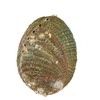 Purifying Dish, With Base, Abalone Shell, 4.3 inches (11 cm),