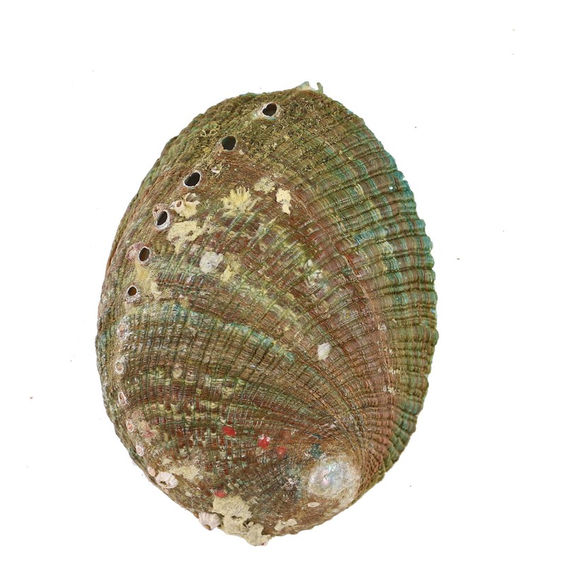 Purifying Dish, With Base, Abalone Shell, 4.3 inches (11 cm),