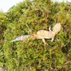 Begeterday 100g Leopard Gecko Moss, Provides Localized Higher Humidity for