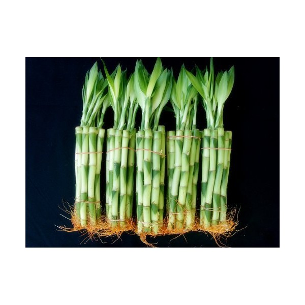 50 Stalks of 6 Inches Straight Lucky Bamboo Sold by JM Bamboo