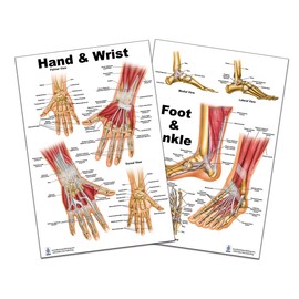 Foot and Ankle, Hand and Wrist Anatomical Poster Set, size 24Wx36T