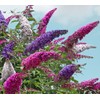 SeedsUP - 1000+ Seeds Butterfly Bush Giant (Buddleja davidii) -