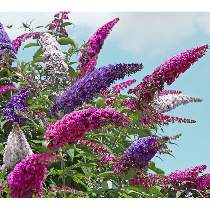 SeedsUP - 1000+ Seeds Butterfly Bush Giant (Buddleja davidii) -