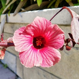 Cranberry Hibiscus Seeds Hibiscus Acetosella Evergreen Perennial Annual Edible Ornamental Hardy Deer Resistant Hedges Outdoor 5Pcs Flower Seeds by YEGAOL Garden