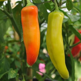 Southeast Seeds Hungarian Wax Hot Pepper Seeds, Hot Banana Pepper, NON-GMO, Variety Sizes - 100 Seeds