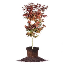 Bloodgood Japanese Maple - Size: 3-4 ft, live plant, includes special blend fertilizer & planting guide