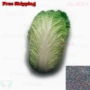 Treevale Napa cabbage, Kimchi cabbage, Chinese Cabbage, Dàbáicài seeds |
