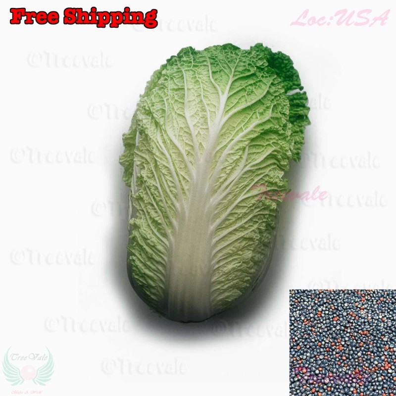 Treevale Napa cabbage, Kimchi cabbage, Chinese Cabbage, Dàbáicài seeds |