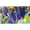 Ozark Mountain Plants 2 - THOMCORD Seedless Live Grape Vine