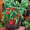 30 Dwarf Red Robin Tomato Seeds, Heirloom Non-GMO, Sweet, Low