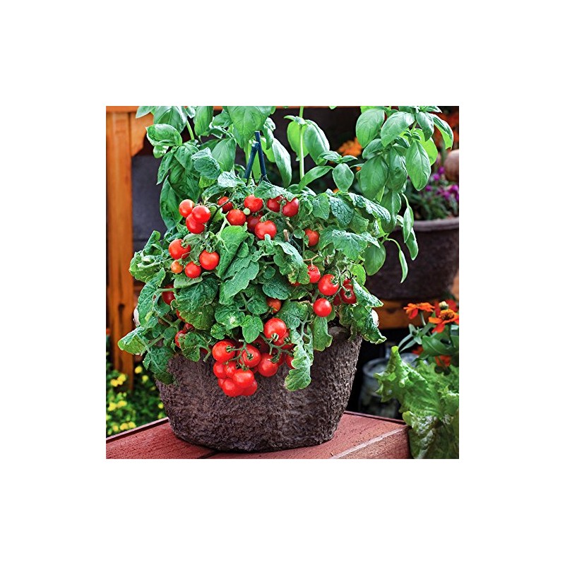 30 Dwarf Red Robin Tomato Seeds, Heirloom Non-GMO, Sweet, Low