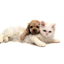 cat Aggression Products - Natural Relaxant for Dogs and Cats - Calm and Relaxed - PET Anxiety Relief - tryptophan cat - 2 Bottle (180 Chews)